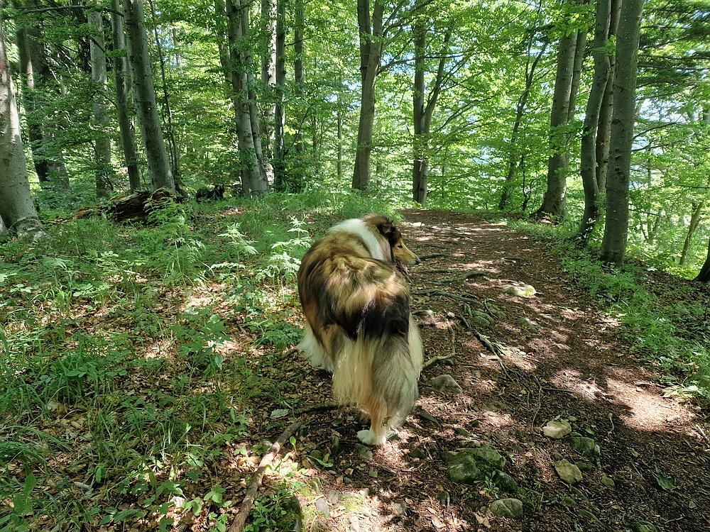 Slika je vidna v Google Chromu.