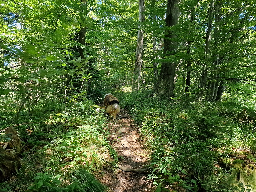 Slika je vidna v Google Chromu.