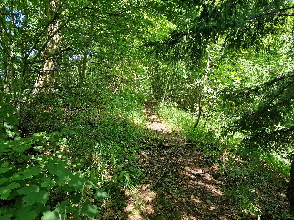 Slika je vidna v Google Chromu.