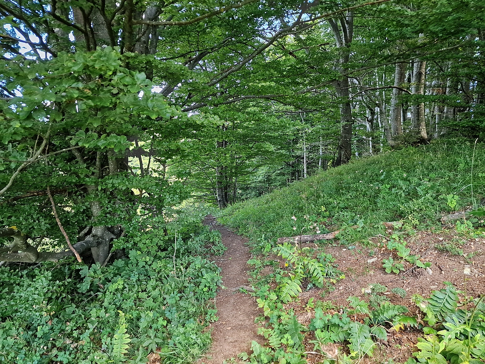 Slika je vidna v Google Chromu.