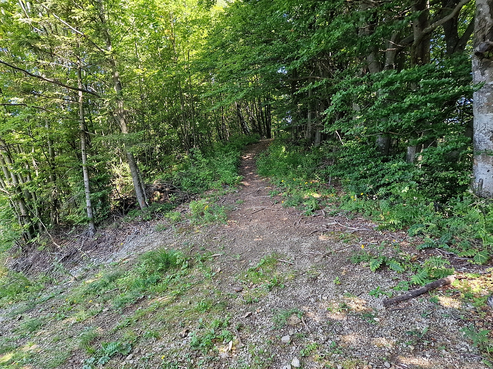 Slika je vidna v Google Chromu.