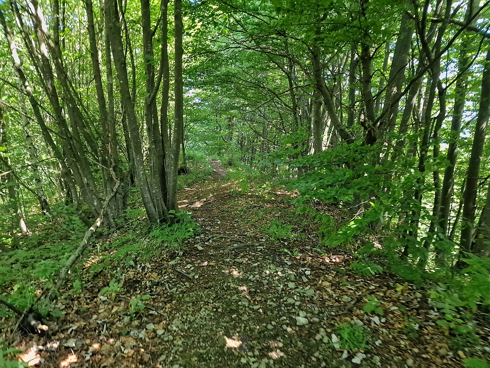Slika je vidna v Google Chromu.