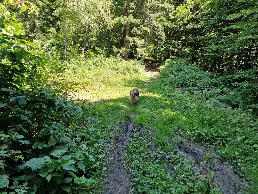 Slika je vidna v Google Chromu.