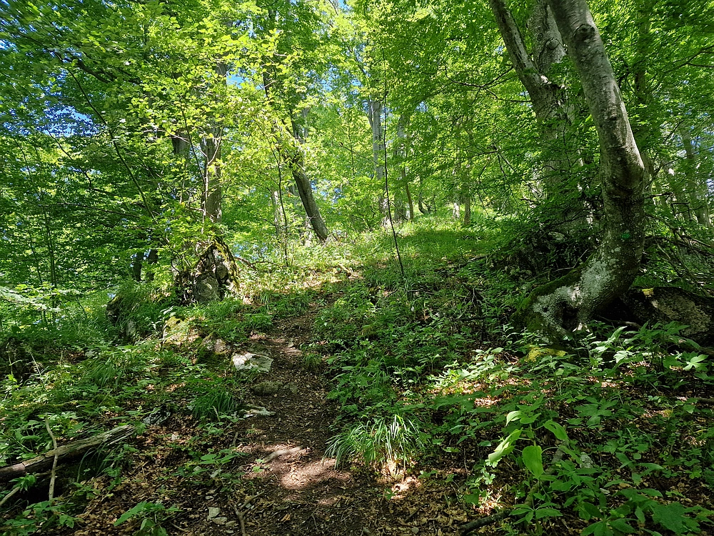 Slika je vidna v Google Chromu.