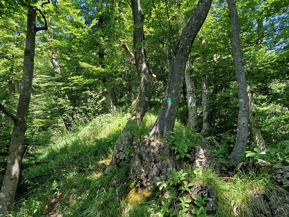 Slika je vidna v Google Chromu.