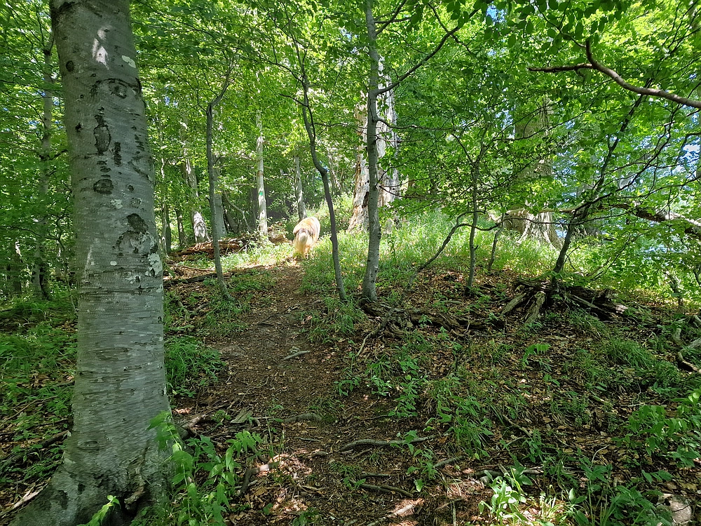 Slika je vidna v Google Chromu.