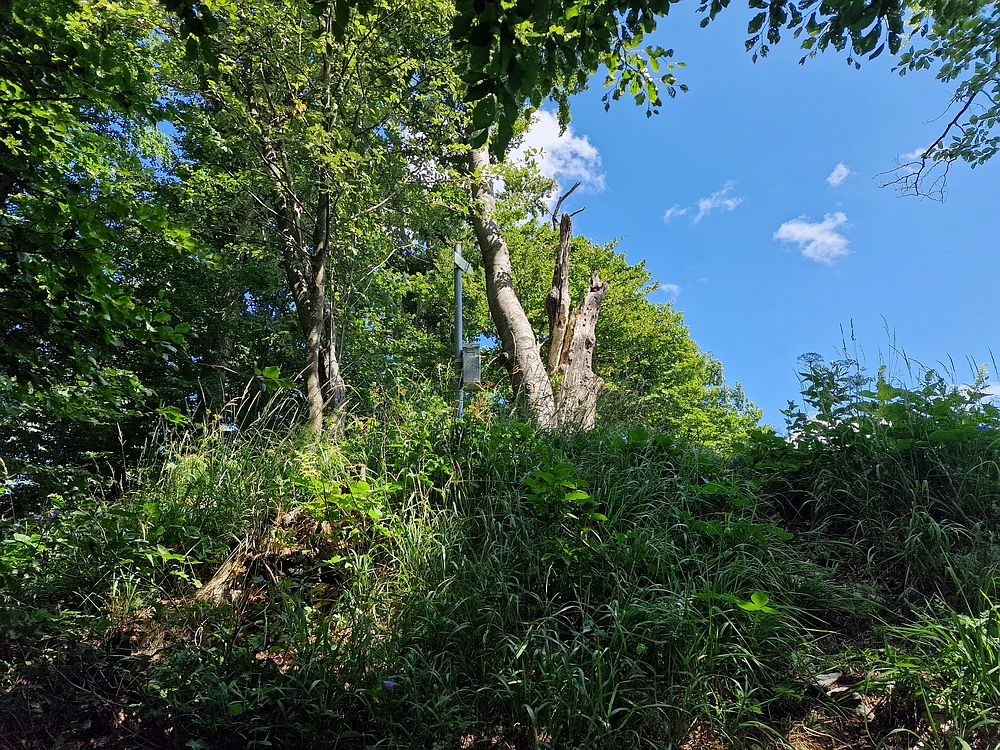 Slika je vidna v Google Chromu.