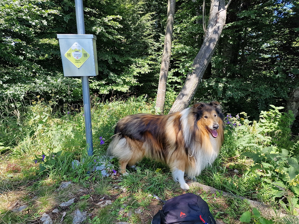 Slika je vidna v Google Chromu.