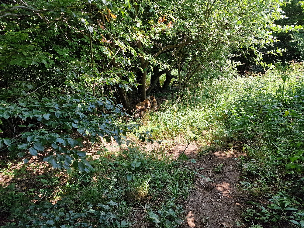 Slika je vidna v Google Chromu.