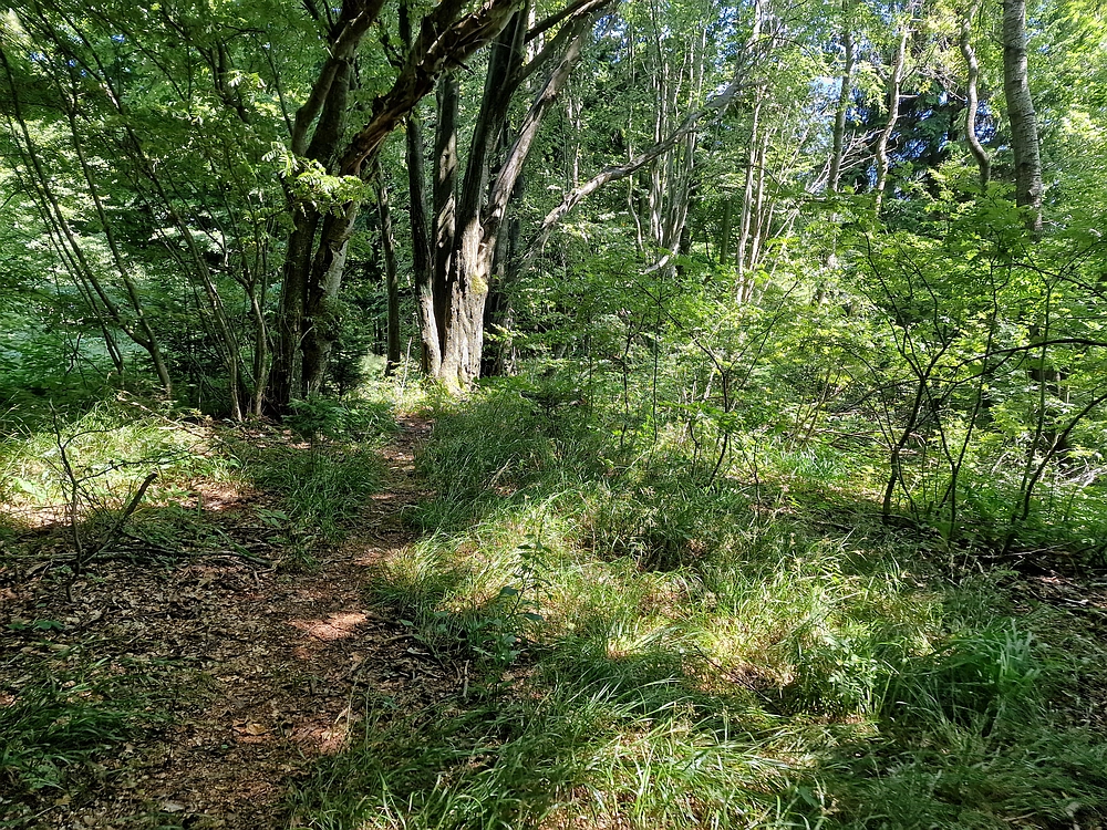 Slika je vidna v Google Chromu.