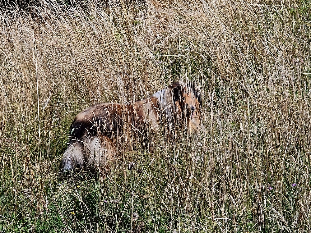 Slika je vidna v Google Chromu.