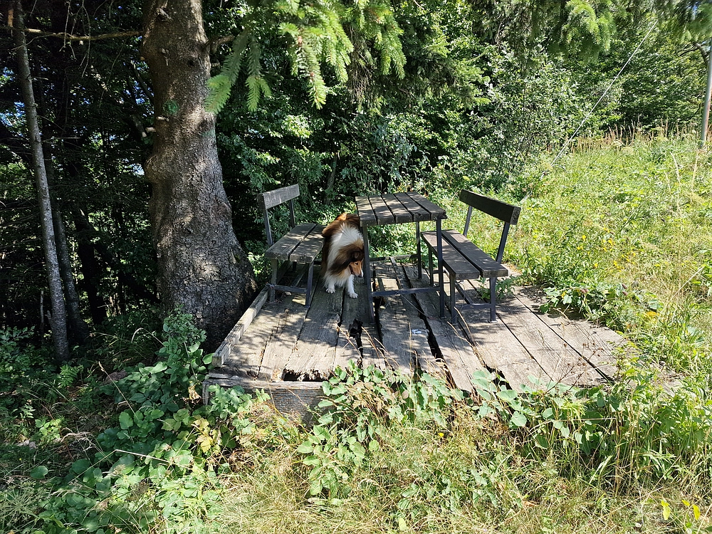 Slika je vidna v Google Chromu.