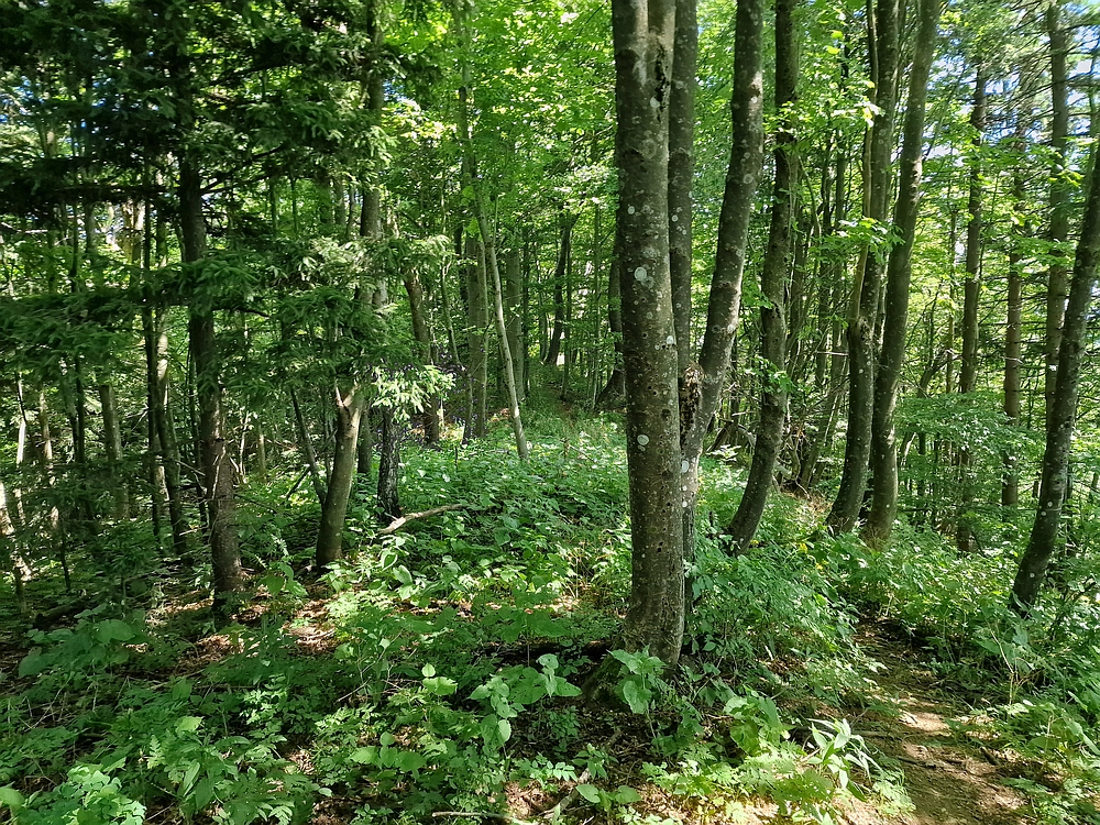 Slika je vidna v Google Chromu.