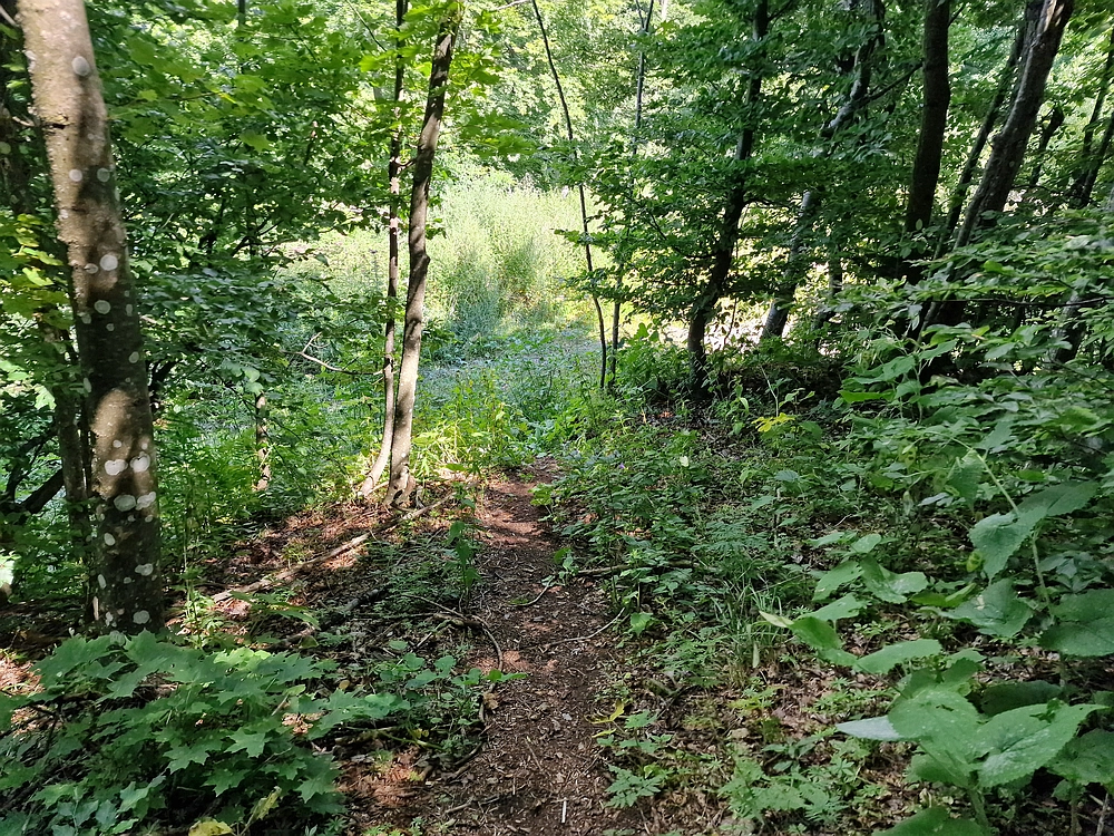 Slika je vidna v Google Chromu.