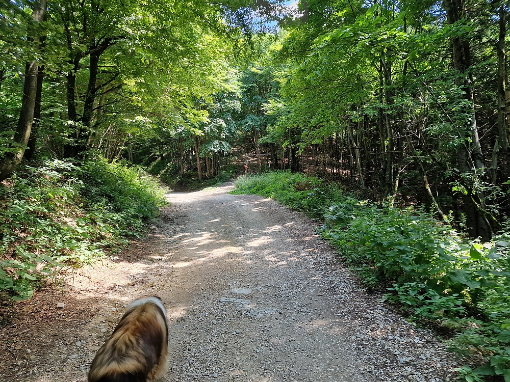 Slika je vidna v Google Chromu.