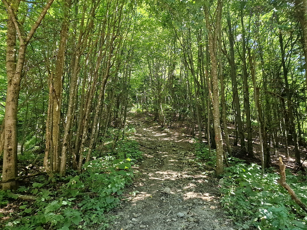 Slika je vidna v Google Chromu.