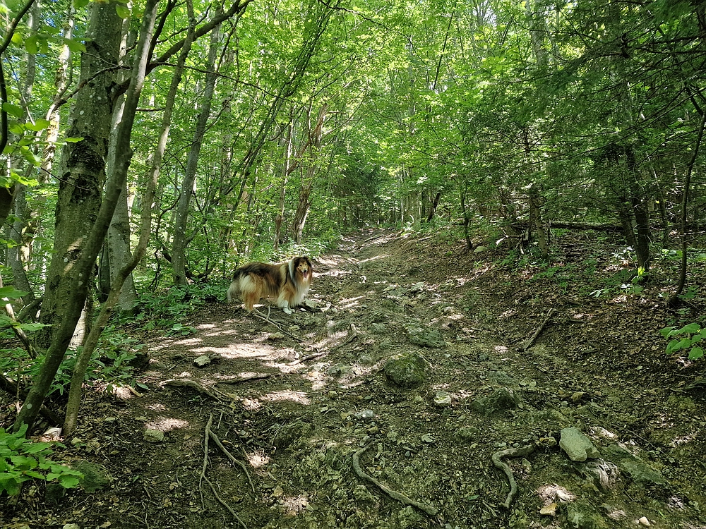 Slika je vidna v Google Chromu.