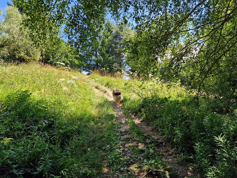 Slika je vidna v Google Chromu.