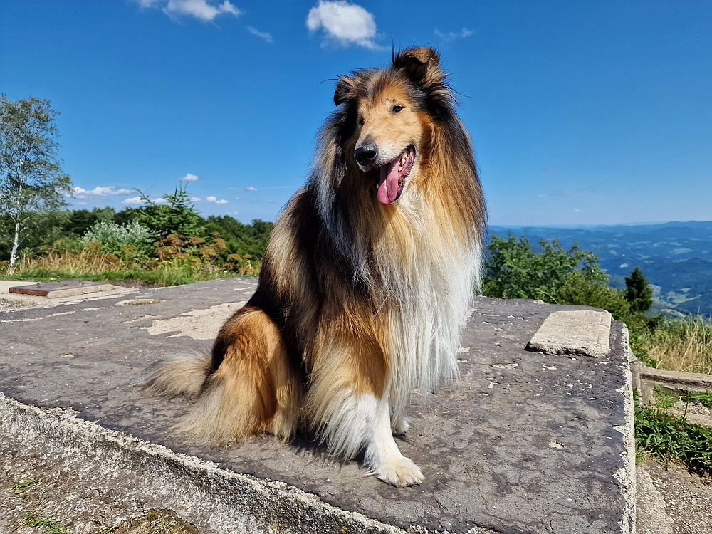 Slika je vidna v Google Chromu.
