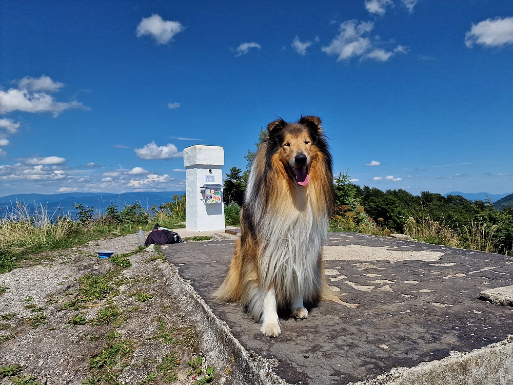 Slika je vidna v Google Chromu.