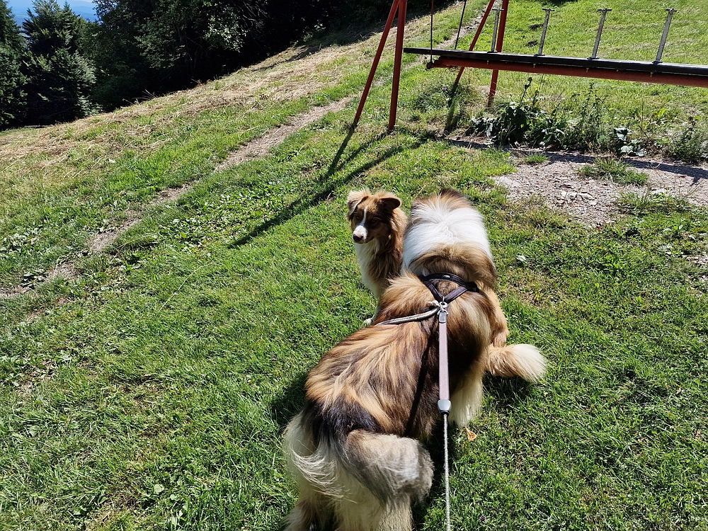 Slika je vidna v Google Chromu.