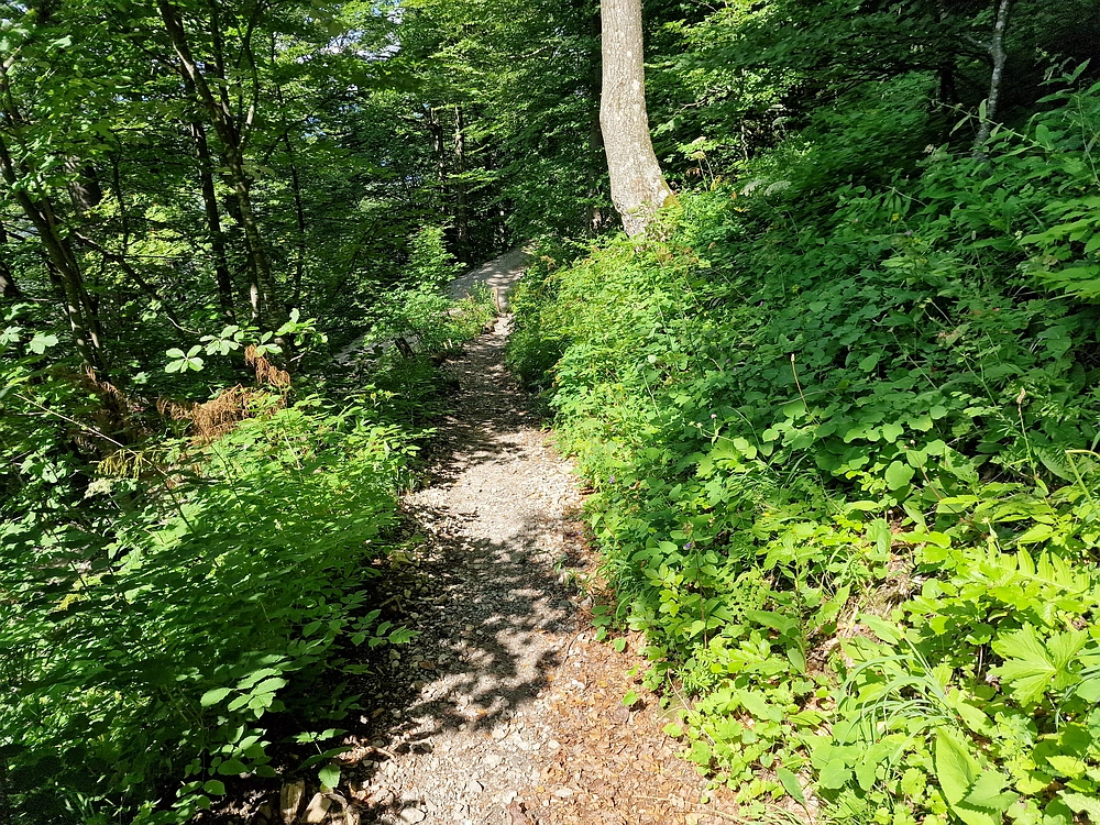 Slika je vidna v Google Chromu.