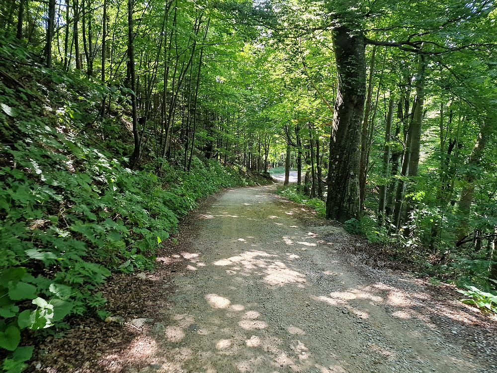 Slika je vidna v Google Chromu.
