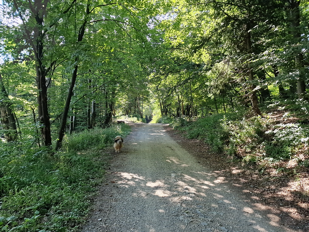 Slika je vidna v Google Chromu.