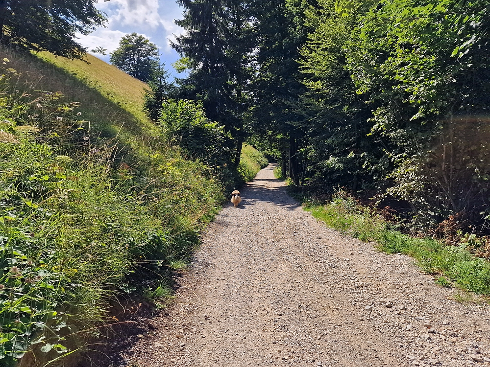 Slika je vidna v Google Chromu.