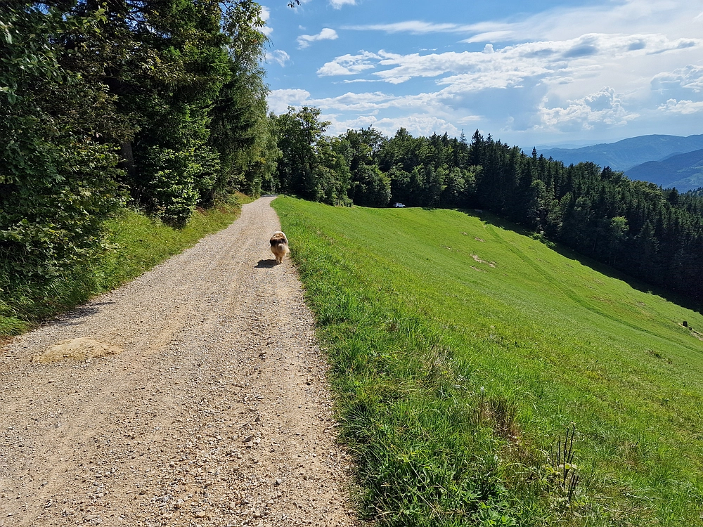 Slika je vidna v Google Chromu.