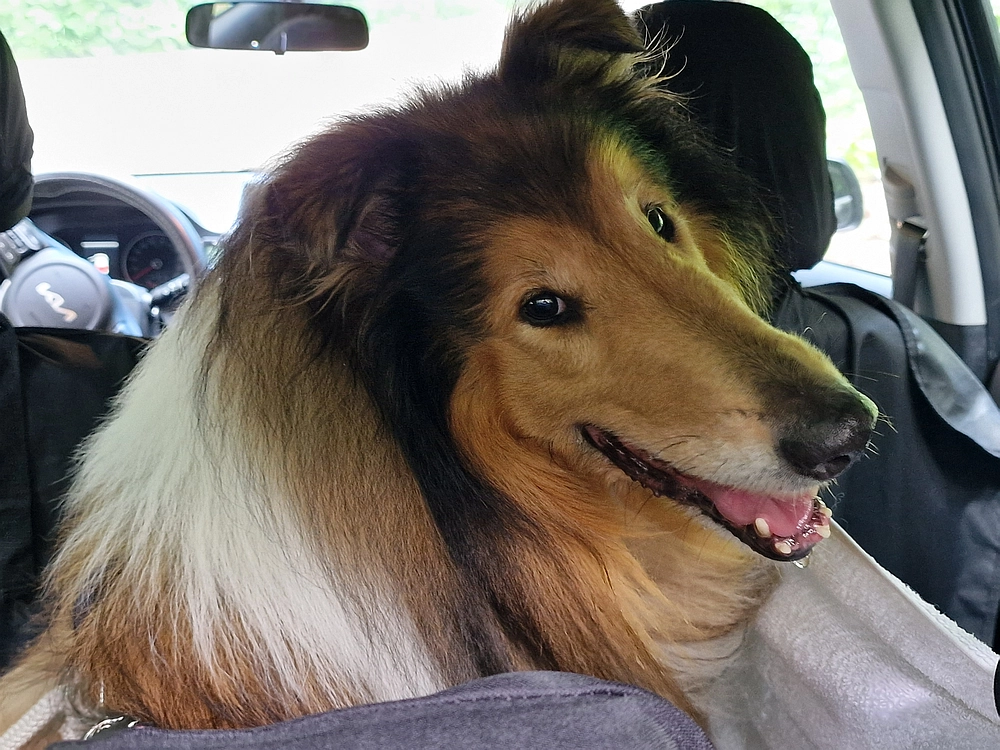 Slika je vidna v Google Chromu.