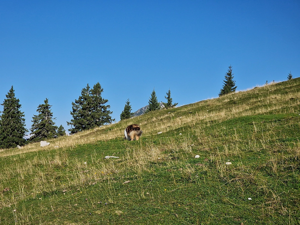 Kofce gora, Veliko Kladivo, 9. 8. 2025