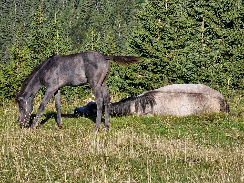 Kofce gora, Veliko Kladivo, 9. 8. 2025