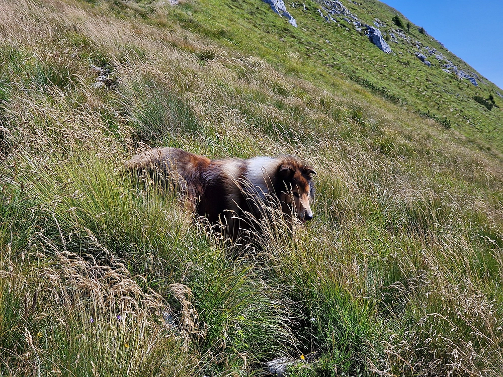 Kofce gora, Veliko Kladivo, 9. 8. 2025