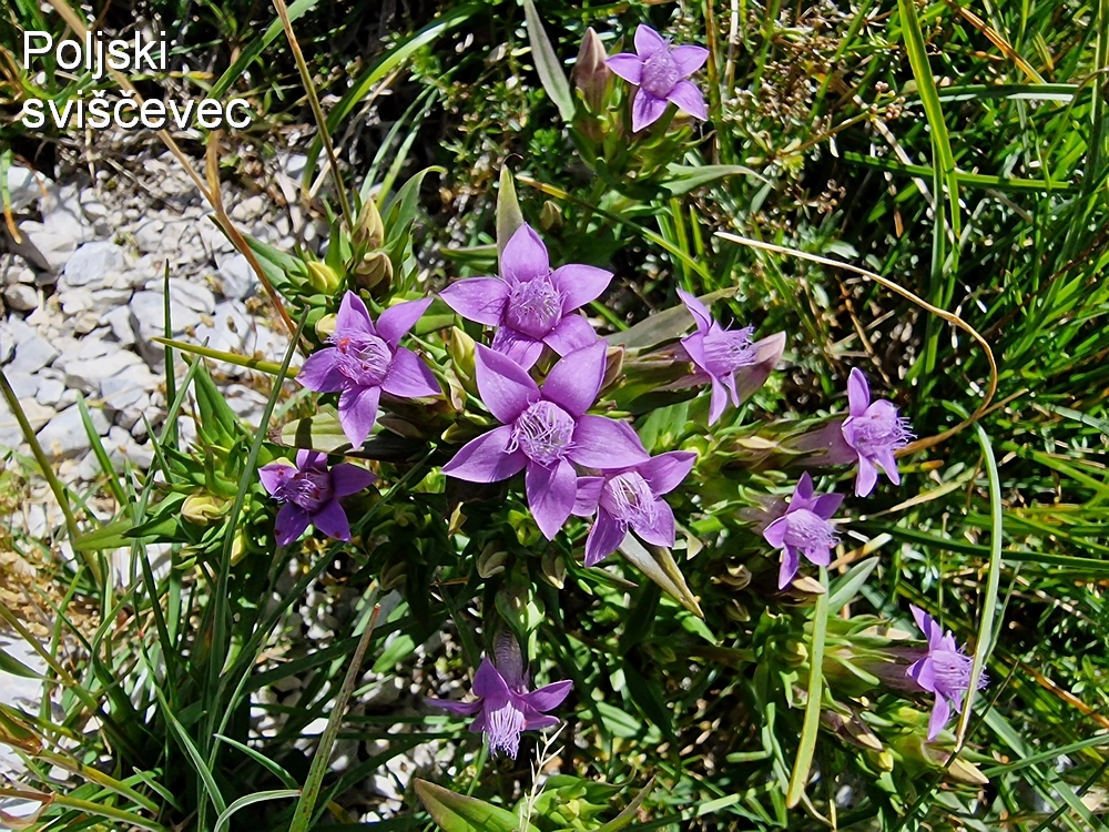 Kofce gora, Veliko Kladivo, 9. 8. 2025