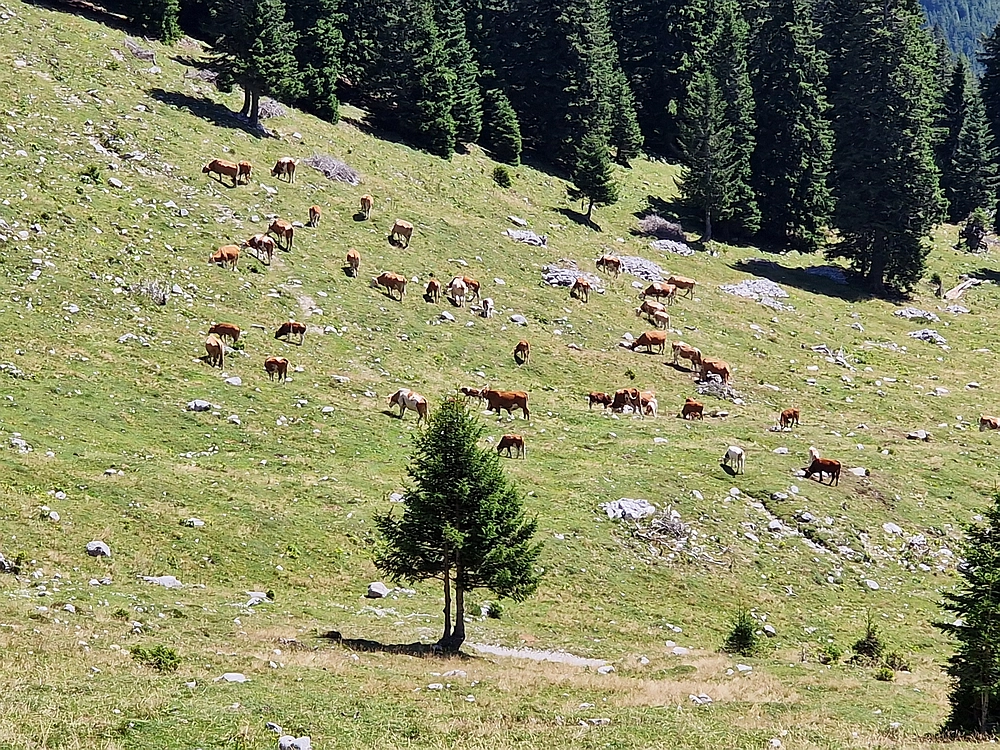 Kofce gora, Veliko Kladivo, 9. 8. 2025