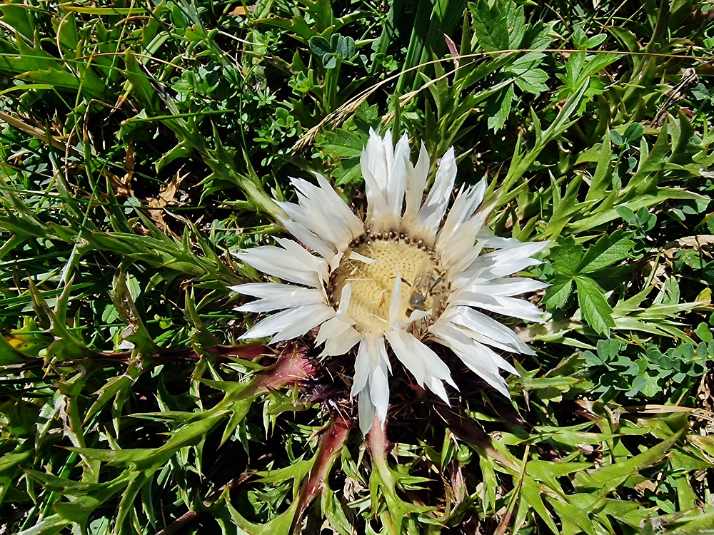 Kofce gora, Veliko Kladivo, 9. 8. 2025