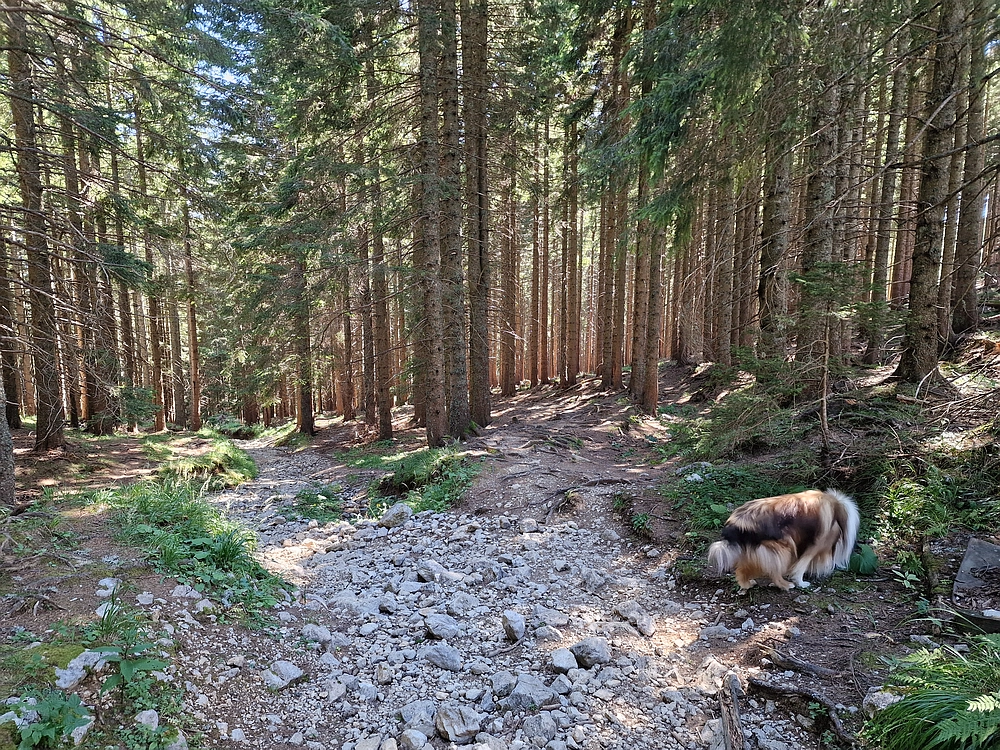 Kofce gora, Veliko Kladivo, 9. 8. 2025