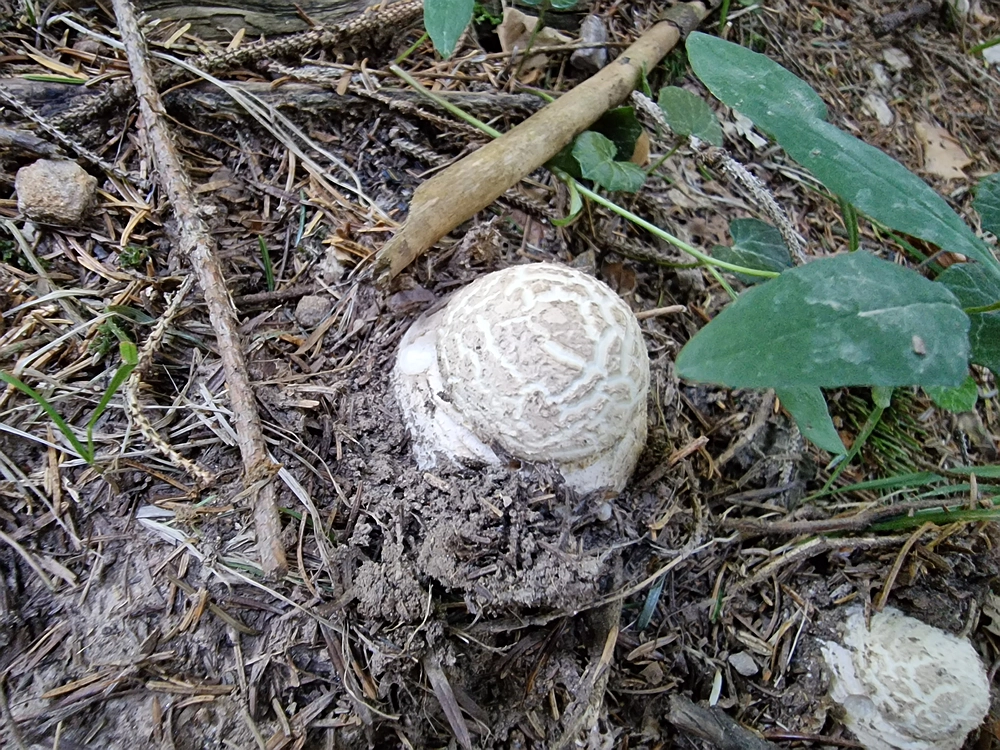 Kofce gora, Veliko Kladivo, 9. 8. 2025