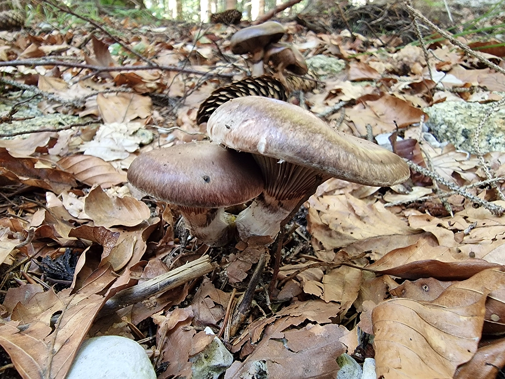 Bajgot - Ruška koča, 15. 8. 2025
