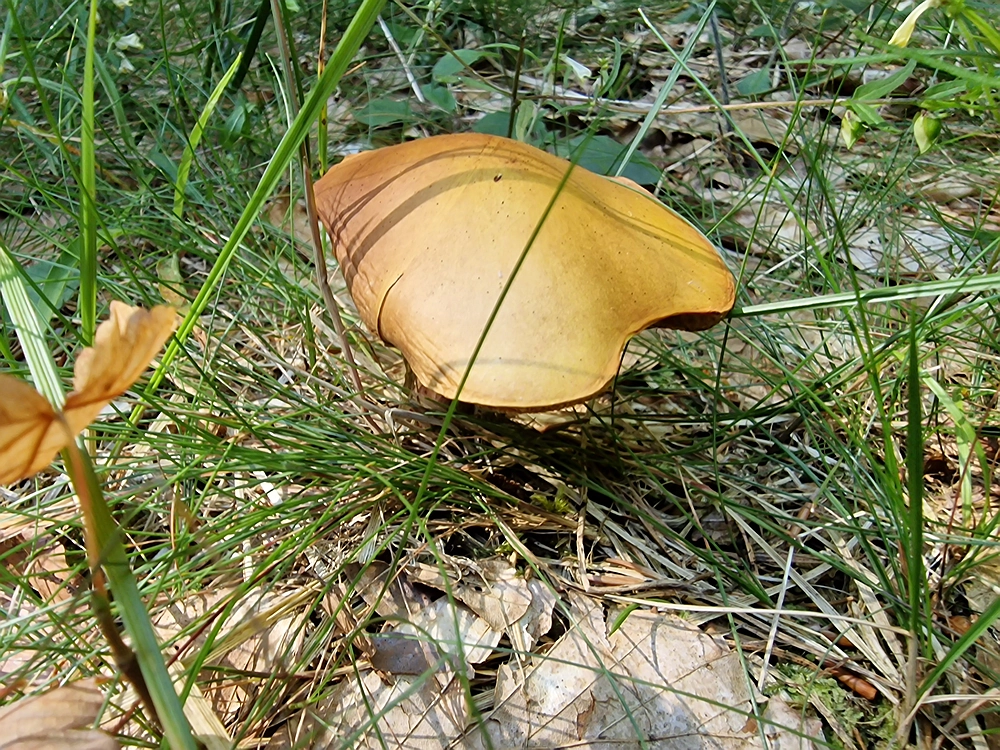 Bajgot - Ruška koča, 15. 8. 2025