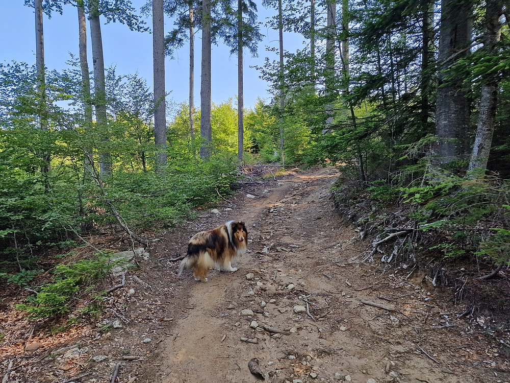 Bajgot - Ruška koča, 15. 8. 2025