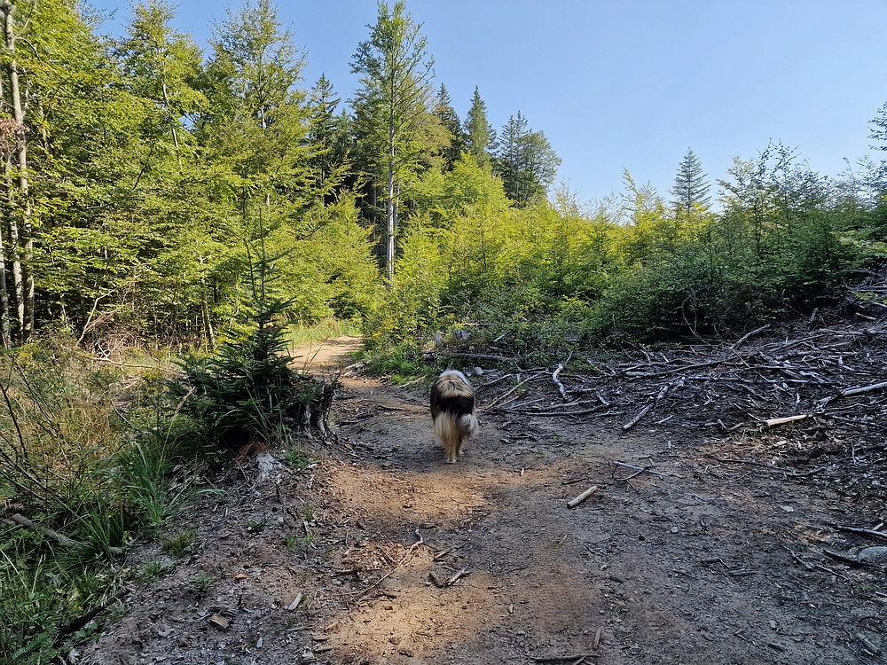 Bajgot - Ruška koča, 15. 8. 2025