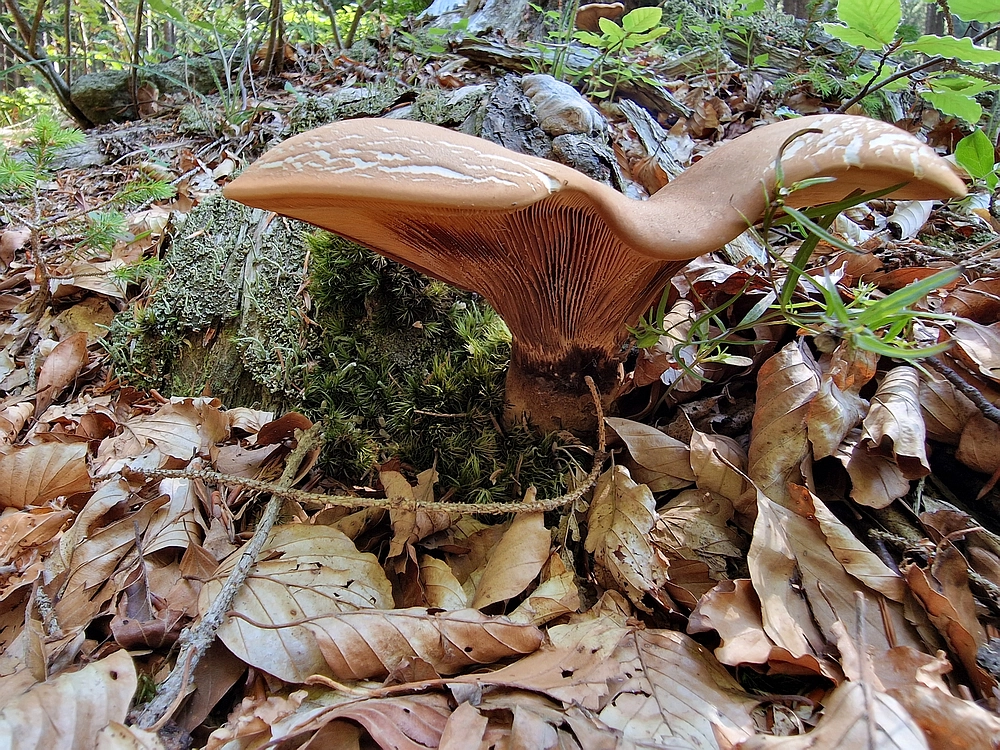 Bajgot - Ruška koča, 15. 8. 2025