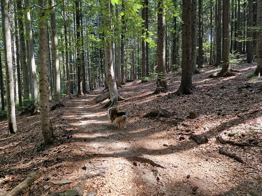 Bajgot - Ruška koča, 15. 8. 2025
