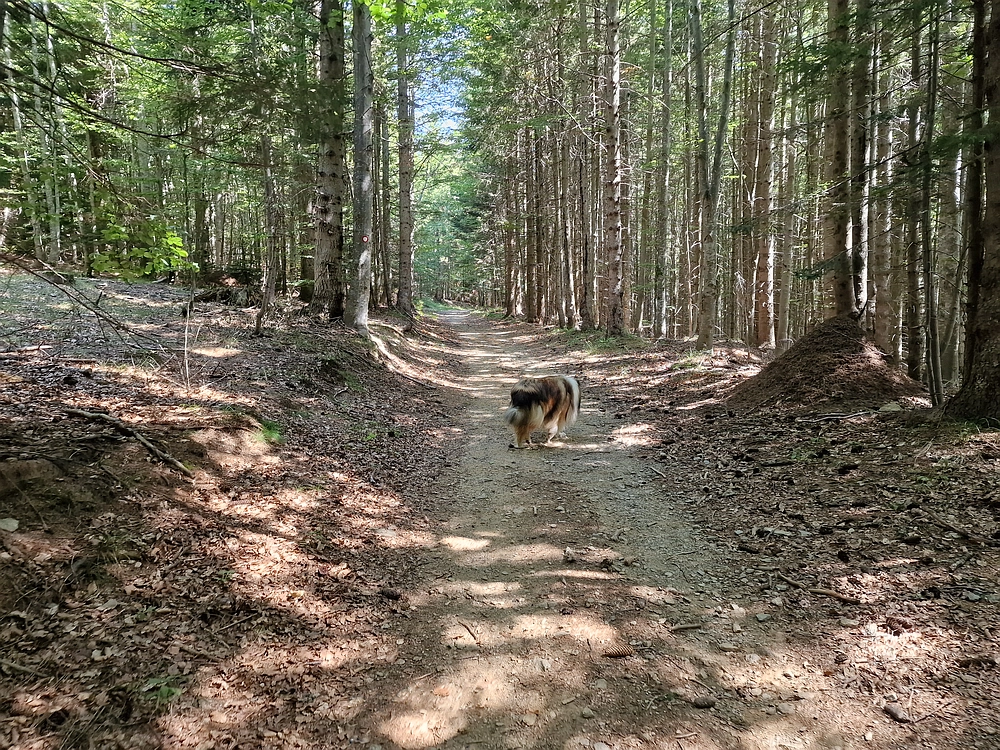 Bajgot - Ruška koča, 15. 8. 2025
