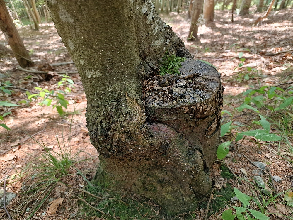 Bajgot - Ruška koča, 15. 8. 2025