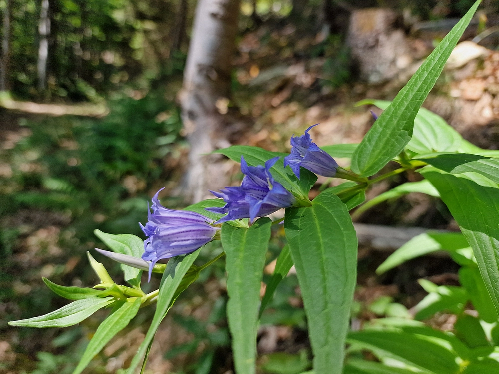 Bajgot - Ruška koča, 15. 8. 2025