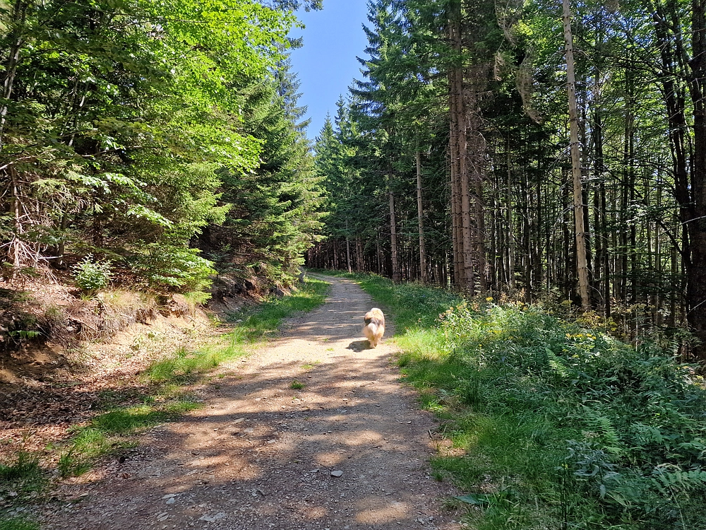 Bajgot - Ruška koča, 15. 8. 2025