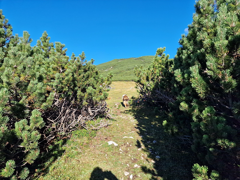 Veliki vrh (Veža), V. Zelenica, 31. 8. 2025